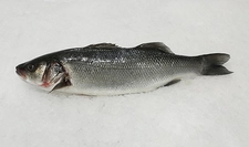 Levrek Balığı Türleri ve Özellikleri