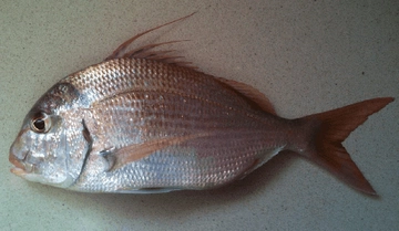 Mercan Balığı Türleri ve Özellikleri